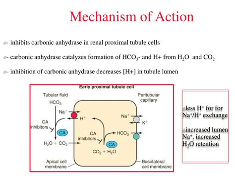 carbonic anhydrase inhibitor mechanism action